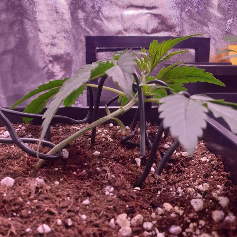 Eigener Dwarf growlog timeline photo