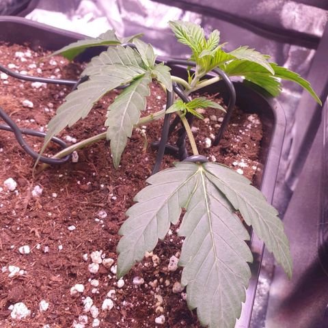 Eigener Dwarf growlog timeline photo