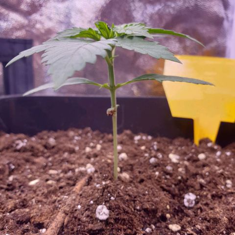 Pink Runtz Auto growlog timeline photo