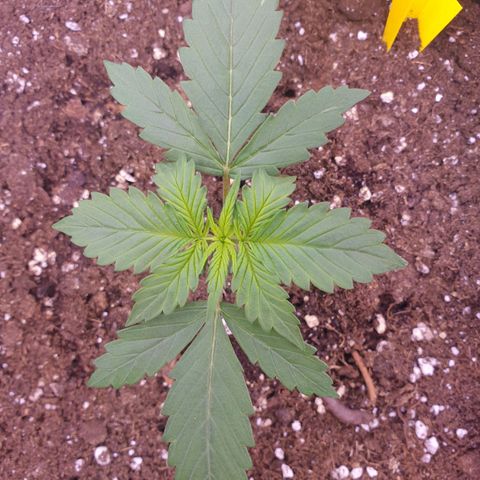 Pink Runtz Auto growlog timeline photo