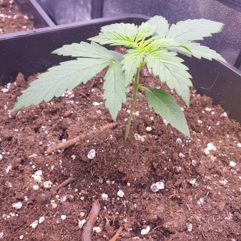 Pink Runtz Auto growlog timeline photo