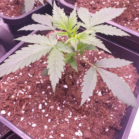 Royal Dwarf Auto growlog timeline photo