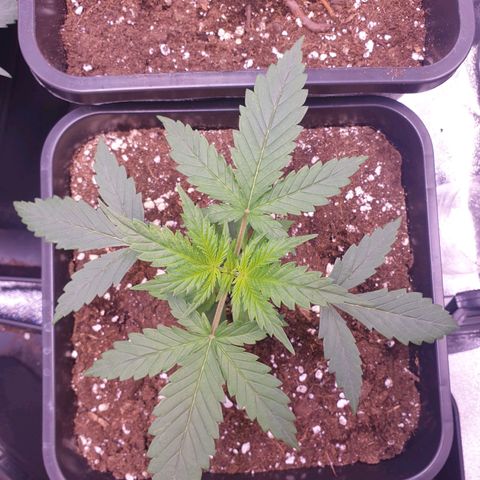Royal Dwarf Auto growlog timeline photo
