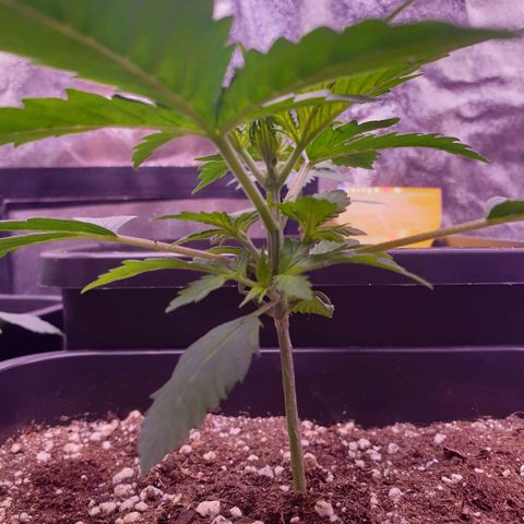 Royal Dwarf Auto growlog timeline photo