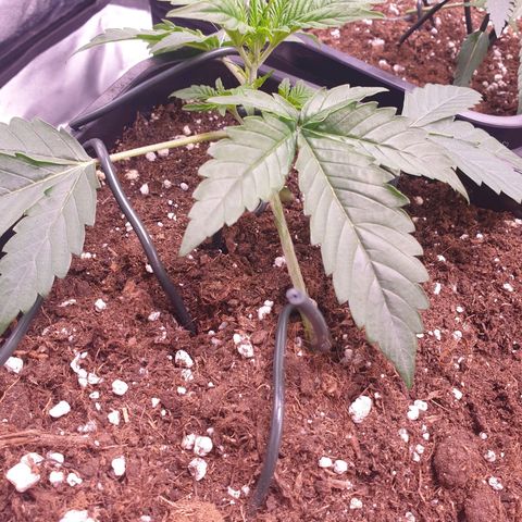 Eigener Dwarf growlog timeline photo