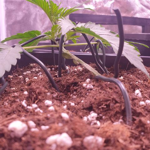 Eigener Dwarf growlog timeline photo
