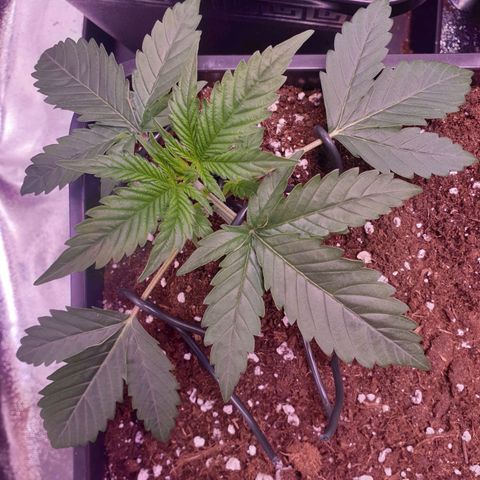 Eigener Dwarf growlog timeline photo
