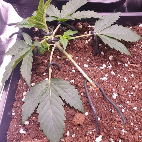 Eigener Dwarf growlog photo: LST Verbesserung 