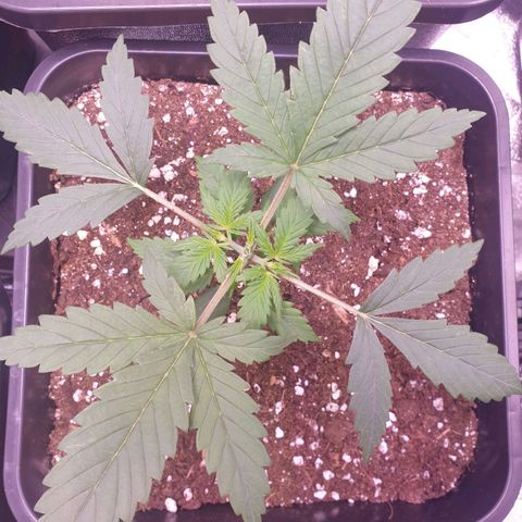 Royal Dwarf Auto growlog timeline photo
