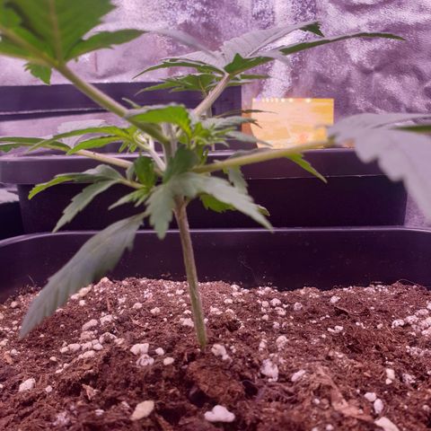 Royal Dwarf Auto growlog timeline photo