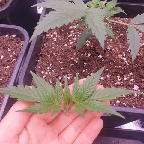 Royal Dwarf Auto growlog timeline photo