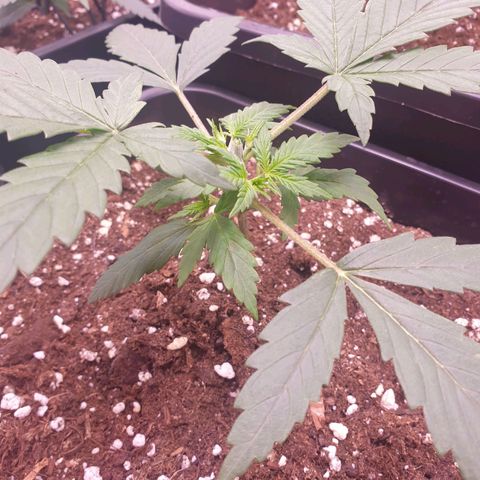 Royal Dwarf Auto growlog timeline photo