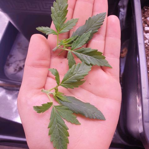 Royal Dwarf Auto growlog timeline photo