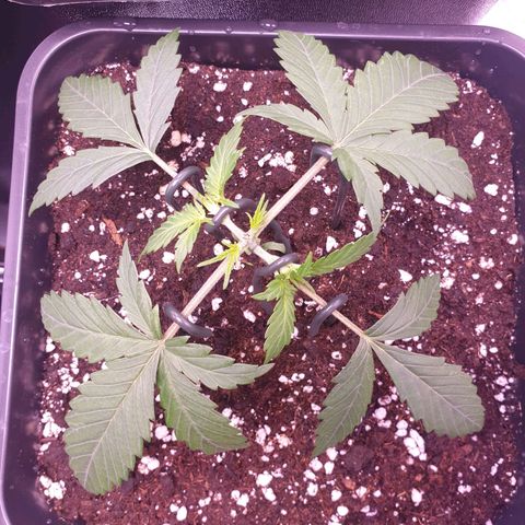 Royal Dwarf Auto growlog timeline photo