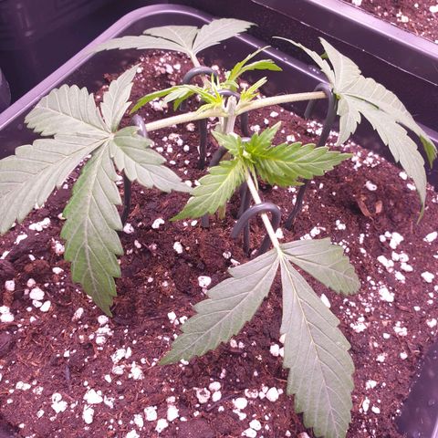 Royal Dwarf Auto growlog timeline photo