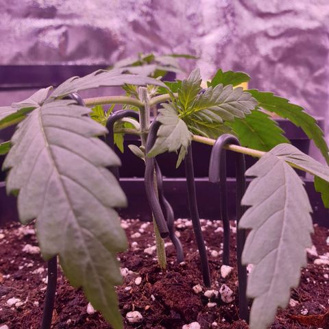 Royal Dwarf Auto growlog timeline photo