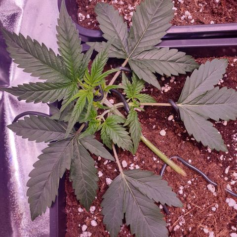Eigener Dwarf growlog timeline photo