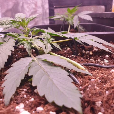 Eigener Dwarf growlog timeline photo