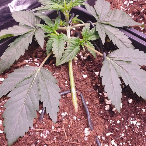 Eigener Dwarf growlog timeline photo