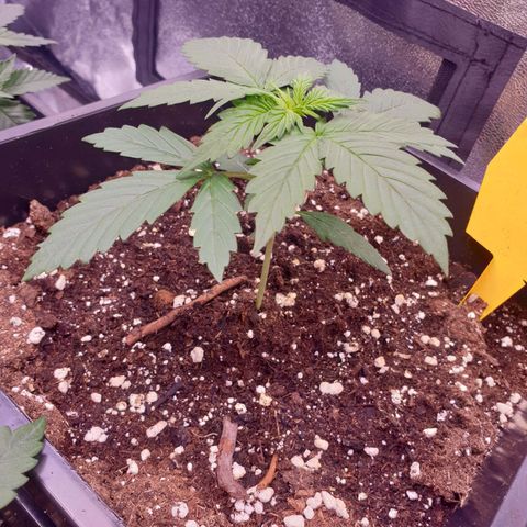 Pink Runtz Auto growlog timeline photo