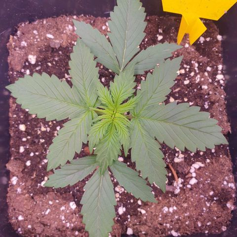 Pink Runtz Auto growlog timeline photo