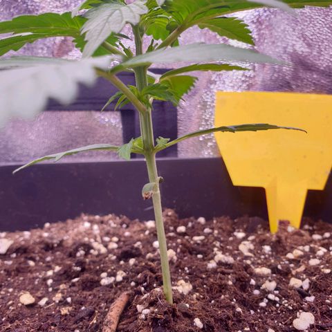 Pink Runtz Auto growlog timeline photo