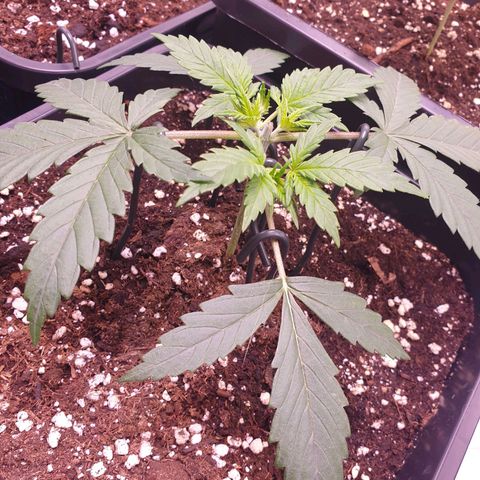 Royal Dwarf Auto growlog timeline photo