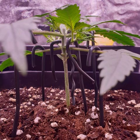 Royal Dwarf Auto growlog timeline photo