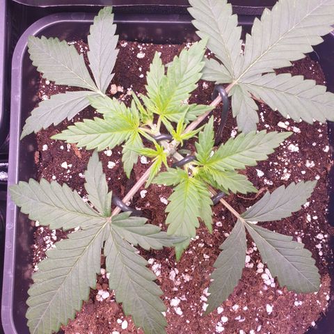 Royal Dwarf Auto growlog timeline photo