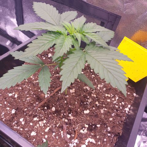 Pink Runtz Auto growlog timeline photo