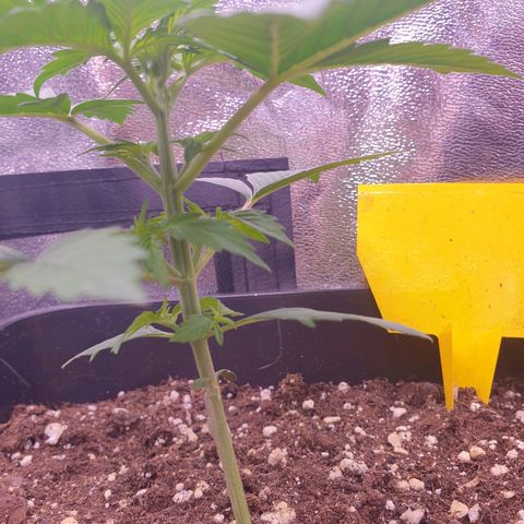 Pink Runtz Auto growlog timeline photo