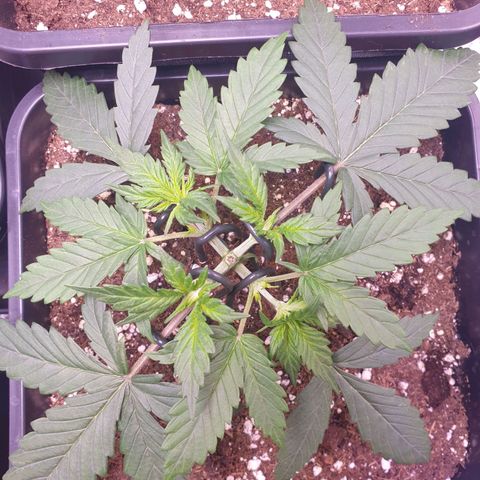 Royal Dwarf Auto growlog timeline photo