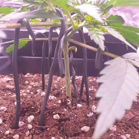 Royal Dwarf Auto growlog timeline photo