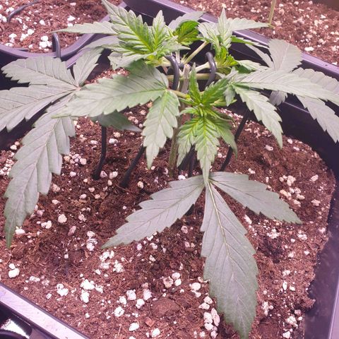 Royal Dwarf Auto growlog timeline photo