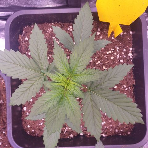 Pink Runtz Auto growlog timeline photo