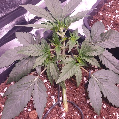 Eigener Dwarf growlog timeline photo