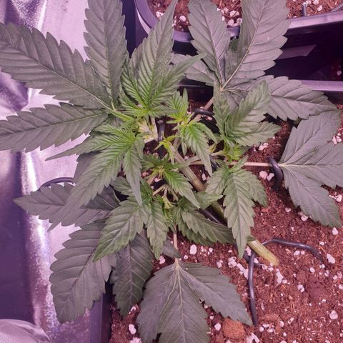 Eigener Dwarf growlog timeline photo