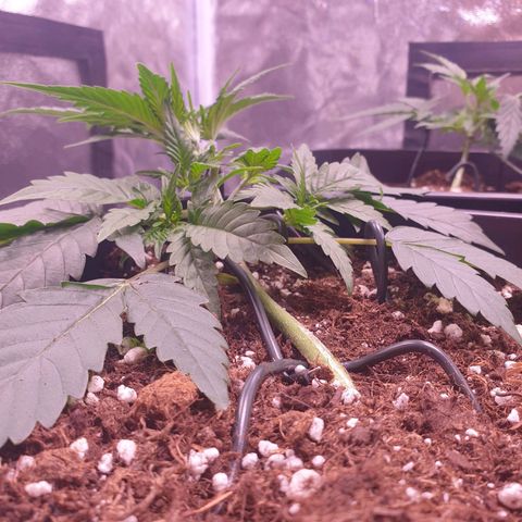 Eigener Dwarf growlog timeline photo
