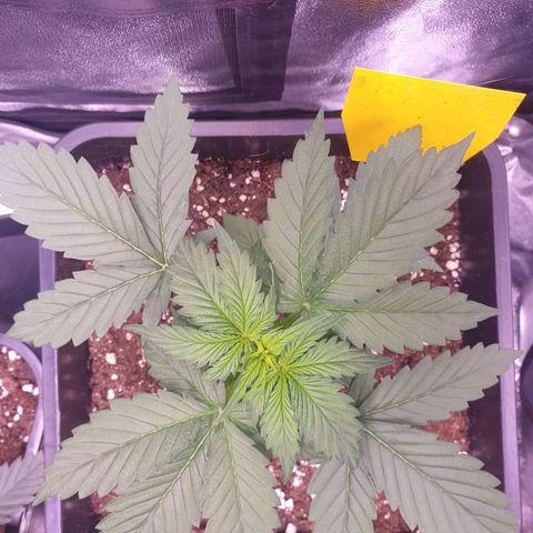 Pink Runtz Auto growlog timeline photo