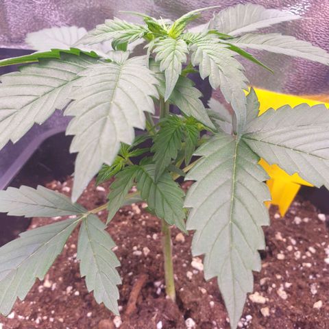 Pink Runtz Auto growlog timeline photo