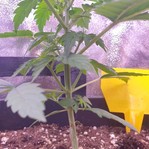 Pink Runtz Auto growlog timeline photo