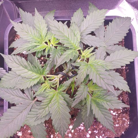 Royal Dwarf Auto growlog timeline photo