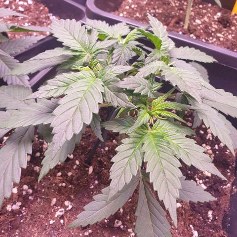 Royal Dwarf Auto growlog timeline photo