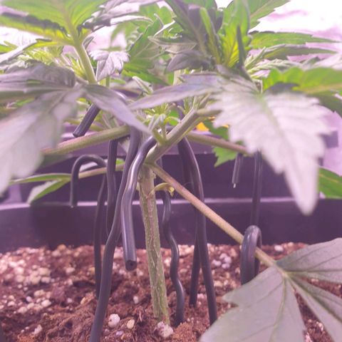 Royal Dwarf Auto growlog timeline photo