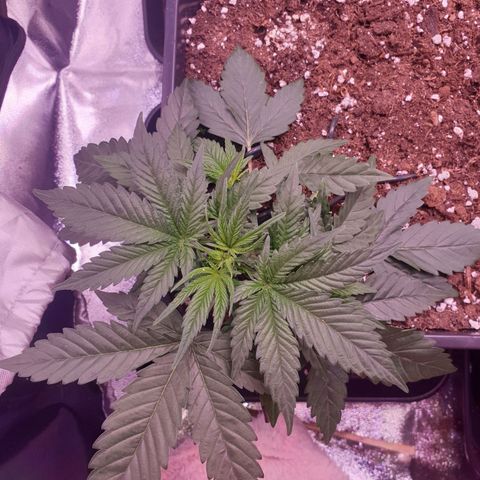 Eigener Dwarf growlog timeline photo