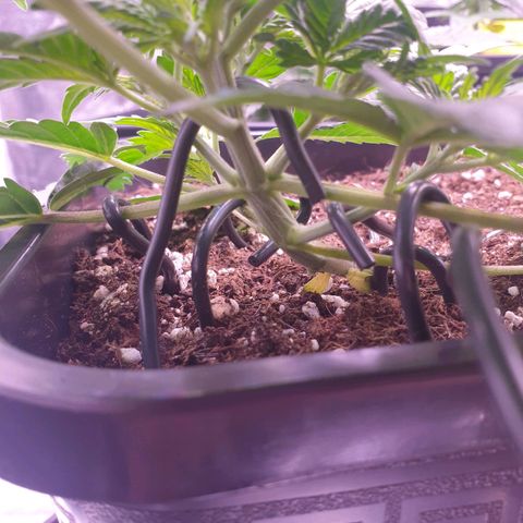 Eigener Dwarf growlog timeline photo