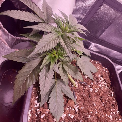 Eigener Dwarf growlog timeline photo