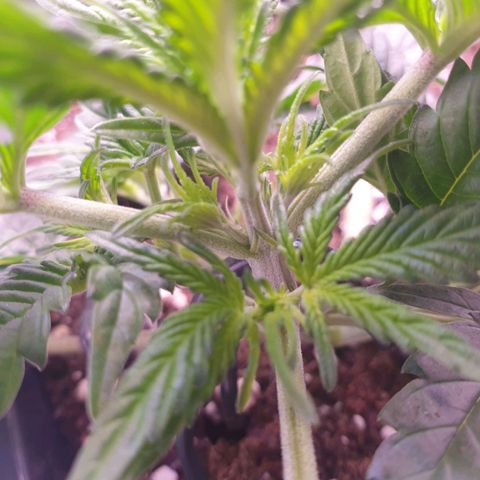 Eigener Dwarf growlog timeline photo