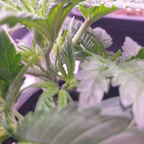 Eigener Dwarf growlog timeline photo