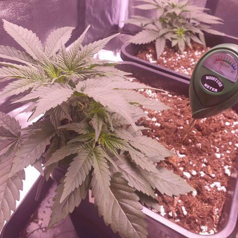 Eigener Dwarf growlog timeline photo